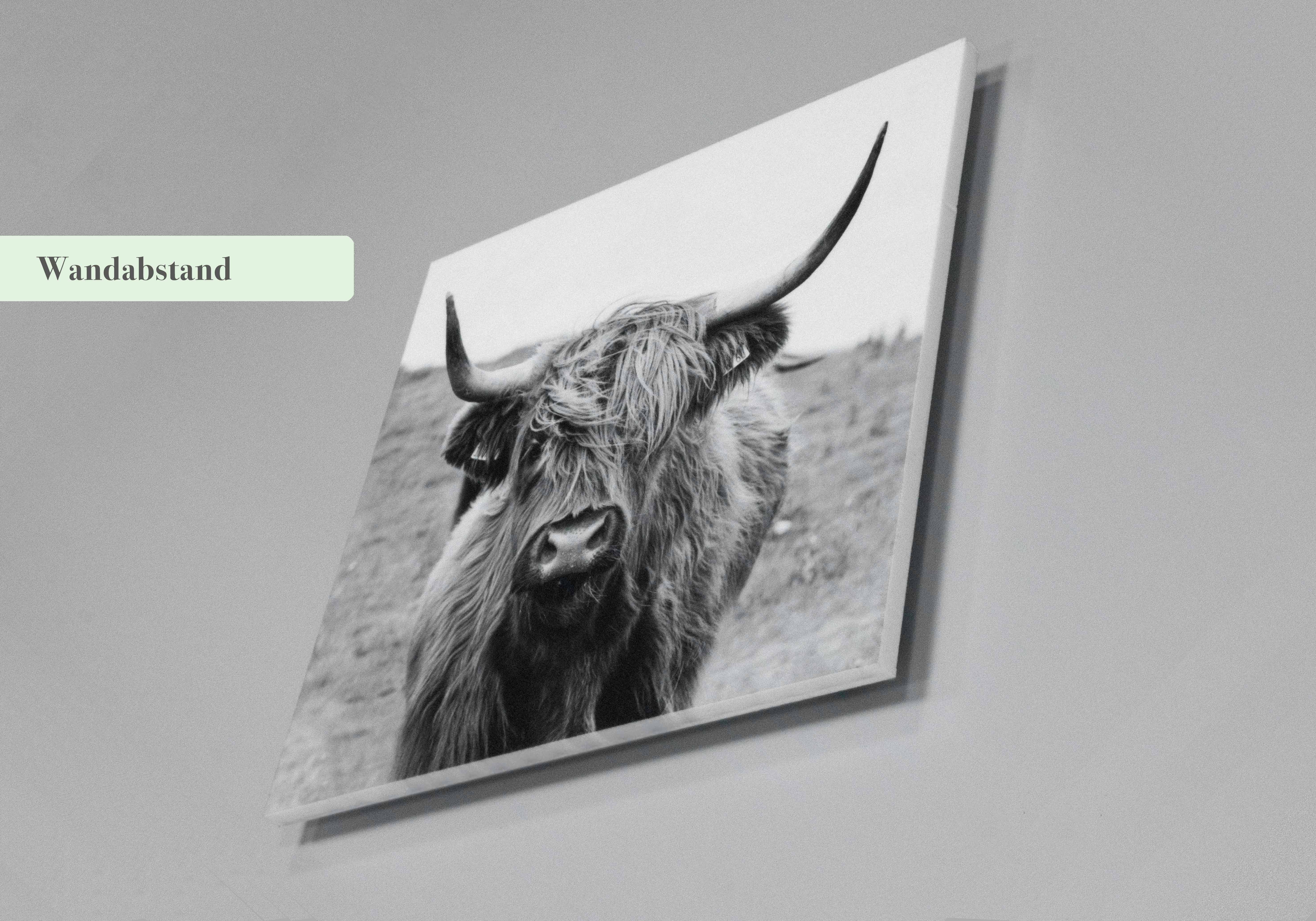 Schwarz-weißes Foto einer Highland-Kuh, aufgehängt mit Wandabstand. Kleiner grüner Button mit der Aufschrift "Wandabstand".